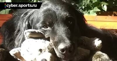 Фанат третьей части «Ведьмака» сделал копию места силы в память о умершей собаке - cyber.sports.ru - Россия
