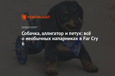Собачка, аллигатор и петух: всё о необычных напарниках в Far Cry 6 - championat.com