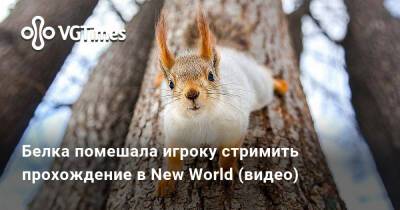 Белка помешала игроку стримить прохождение в New World (видео) - vgtimes.ru