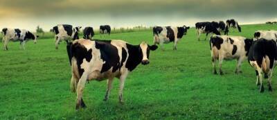 Фермер отправил своих коров в виртуальную реальность для увеличения надоя — результат не заставил себя долго ждать - gamemag.ru - Турция - Москва