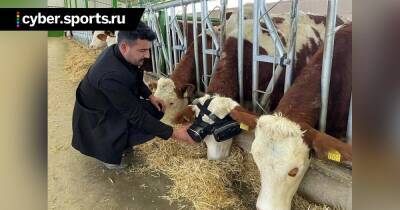 Турецкий фермер купил коровам VR-очки для снижения тревожности. Они стали давать на 22% больше молока - cyber.sports.ru - Турция - Московская обл.