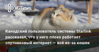 Канадский пользователь системы Starlink рассказал, что у него плохо работает спутниковый интернет — всё из-за кошек - vgtimes.ru - Канада