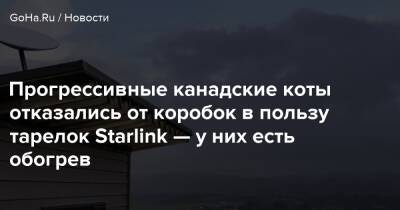 Илона Маска - Прогрессивные канадские коты отказались от коробок в пользу тарелок Starlink — у них есть обогрев - goha.ru - Китай - Канада