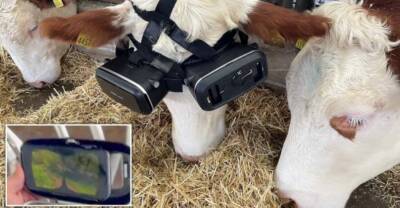Фермер использует VR-шлем, чтобы коровы чувствовали себя на поле, а не в сарае - gametech.ru - Римская Империя