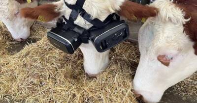 Фермер купил коровам VR‑очки — так они дают больше молока - cybersport.ru - Россия - Турция - Москва