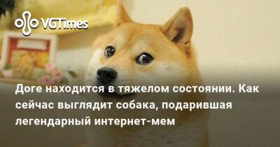 Доге находится в тяжелом состоянии. Как сейчас выглядит собака, подарившая легендарный интернет-мем - vgtimes.ru