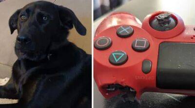 Глен Скофилд - Собака погрызла геймпад DualShock 4 и закупилась в PlayStation Store - gametech.ru - Mobile
