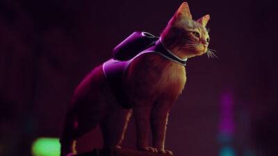 Котик из Stray выйдет погулять летом - stopgame.ru - Лос-Анджелес