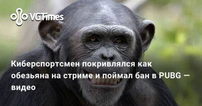 Киберспортсмен покривлялся как обезьяна на стриме и поймал бан в PUBG — видео - vgtimes.ru