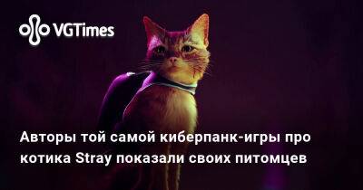 Авторы той самой киберпанк-игры про котика Stray показали своих питомцев - vgtimes.ru