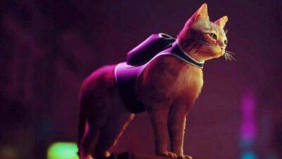 Авторы Stray рассказали о котах, на основе которых создали главного героя - igromania.ru