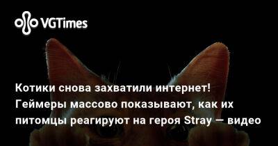 Котики снова захватили интернет! Геймеры массово показывают, как их питомцы реагируют на героя Stray — видео - vgtimes.ru