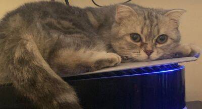 Настоящие котики живо реагируют на кота из Stray - gametech.ru