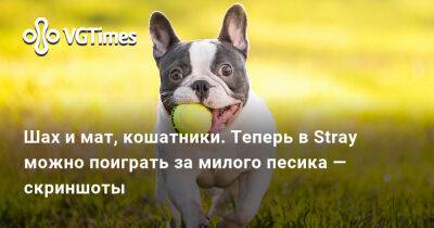 Шах и мат, кошатники. Теперь в Stray можно поиграть за милого песика — скриншоты - vgtimes.ru