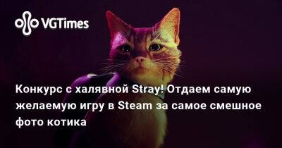Конкурс с халявной Stray! Отдаем самую желаемую игру в Steam за самое смешное фото котика - vgtimes.ru
