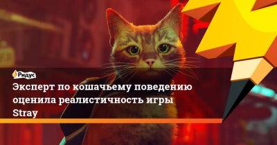 Эксперт по кошачьему поведению оценила реалистичность игры Stray - ridus.ru