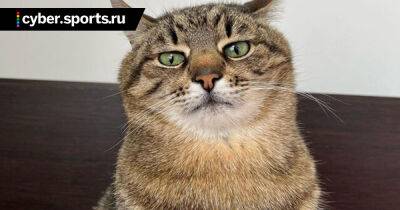 Создатели «Сталкера 2» показали концепт-арт зараженного кота в честь Дня Кота - cyber.sports.ru - Россия