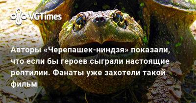 Авторы «Черепашек-ниндзя» показали, что если бы героев сыграли настоящие рептилии. Фанаты уже захотели такой фильм - vgtimes.ru