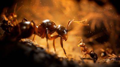 Тизер Empire of the Ants – фотореалістичного симулятора мурашника на UE5Форум PlayStation - ps4.in.ua