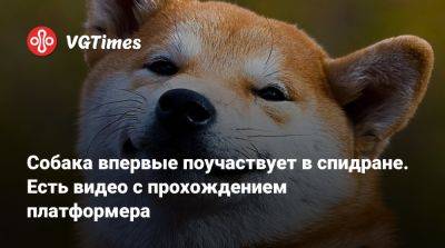 Собака впервые поучаствует в спидране. Есть видео с прохождением платформера - vgtimes.ru