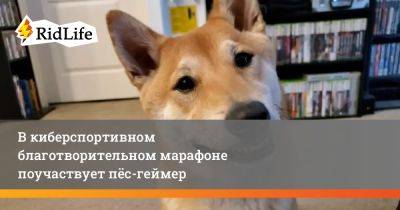 В киберспортивном благотворительном марафоне поучаствует пёс-геймер - ridus.ru