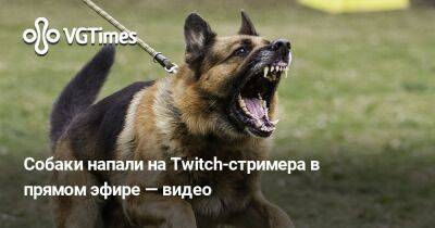 Собаки напали на Twitch-стримера в прямом эфире — видео - vgtimes.ru