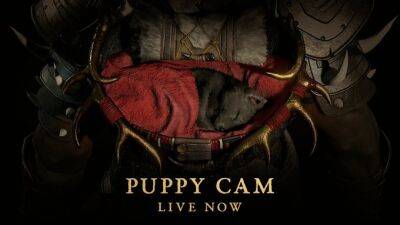 Понаблюдайте за миленьким маленьким волчонком с Diablo IV Puppy Cam - noob-club.ru