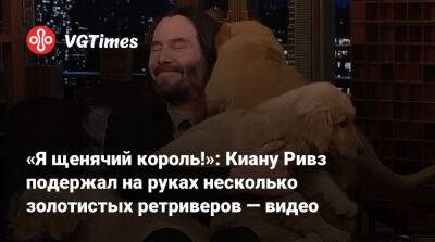 Киану Ривз - «Я щенячий король!»: Киану Ривз подержал на руках несколько золотистых ретриверов — видео - vgtimes.ru - Россия
