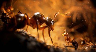 Первый геймплей реалистичной муравьиной стратегии Empire of the Ants - app-time.ru