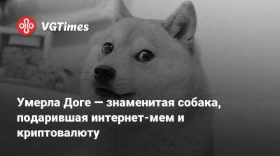 Умерла Доге — знаменитая собака, подарившая интернет-мем и криптовалюту - vgtimes.ru - Япония