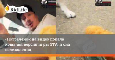 «Потрачено»: на видео попала кошачья версия игры GTA, и она великолепна - ridus.ru