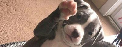 Perrito Panzon прошла на FISSURE PLAYGROUND 2 - dota2.ru - Китай - Сербия - Белград