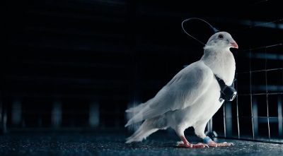 В России создали "киберголубей" с нейроинтерфейсом в мозгу - playground.ru - Россия