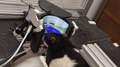 Крыс научили играть в DOOM через VR-установку - playground.ru - Нью-Йорк
