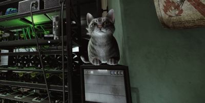 Моддер Escape from Tarkov добавил мяукающего кота, которого можно погладить - gametech.ru - county San Diego