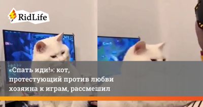 «Спать иди!»: кот, протестующий против любви хозяина к играм, рассмешил Сеть - ridus.ru