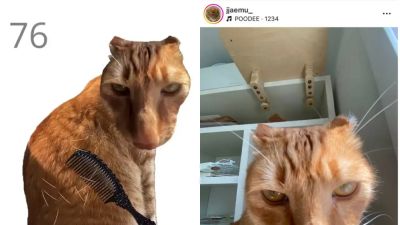 В Сети завирусилась игра с вычесыванием котика — теперь нашли его реальную копию - ridus.ru - Россия